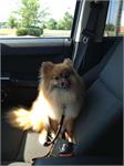 daycare pic - nico pet taxi